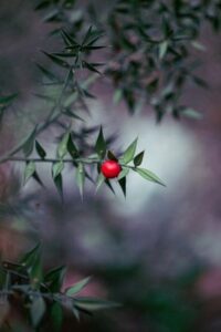 Ruscus Aculeatus, pungitopo