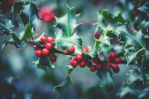 Ilex Aquifolium: l’agrifoglio