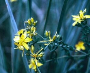 Hypericum perforatum